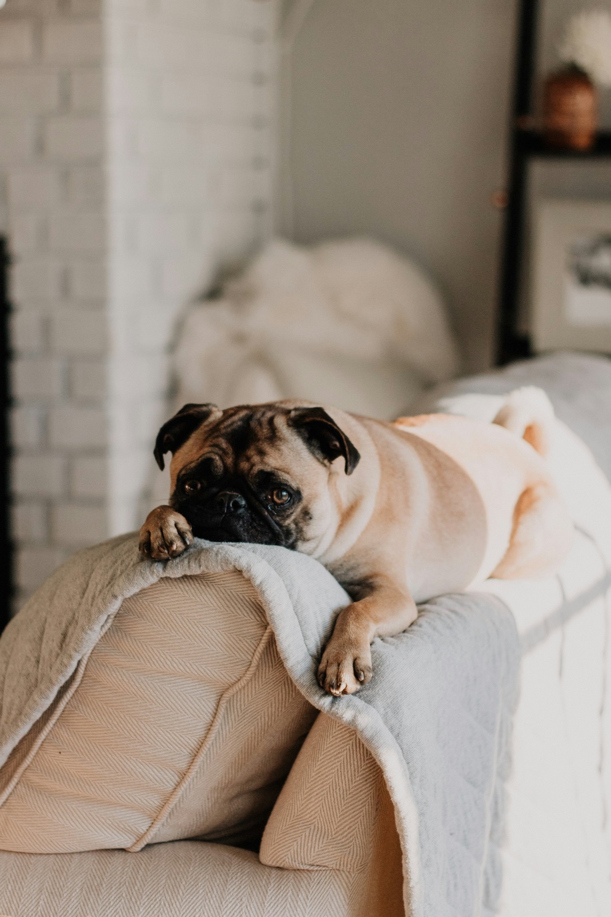 A calm dog resting at home